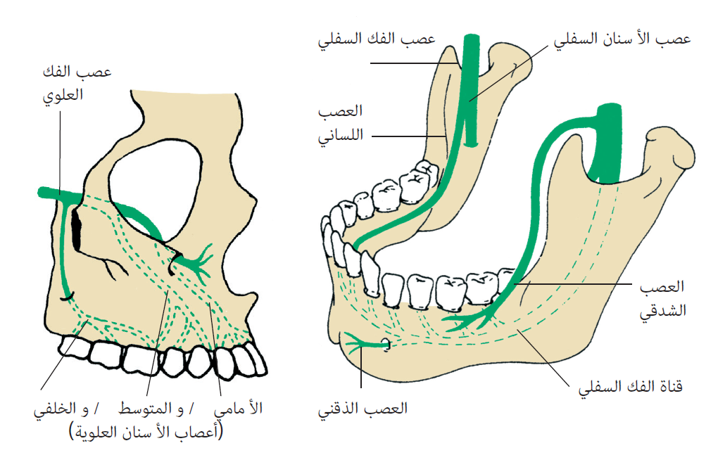 Read more about the article IGF WORK WITH TEETH RELIEF