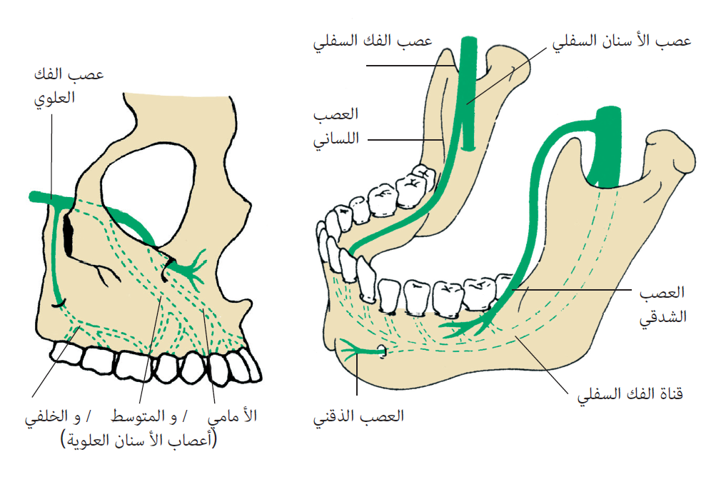 Read more about the article Teeth Relief